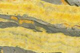Polished Bumblebee Jasper Slab - Indonesia #338306-1